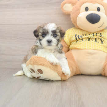 Smart Teddy Bear Designer Pup