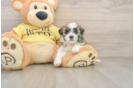 Teddy Bear Puppy for Adoption