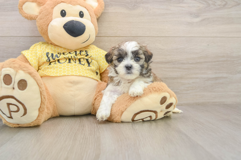 Teddy Bear Puppy for Adoption