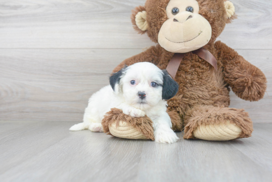 Friendly Teddy Bear Baby