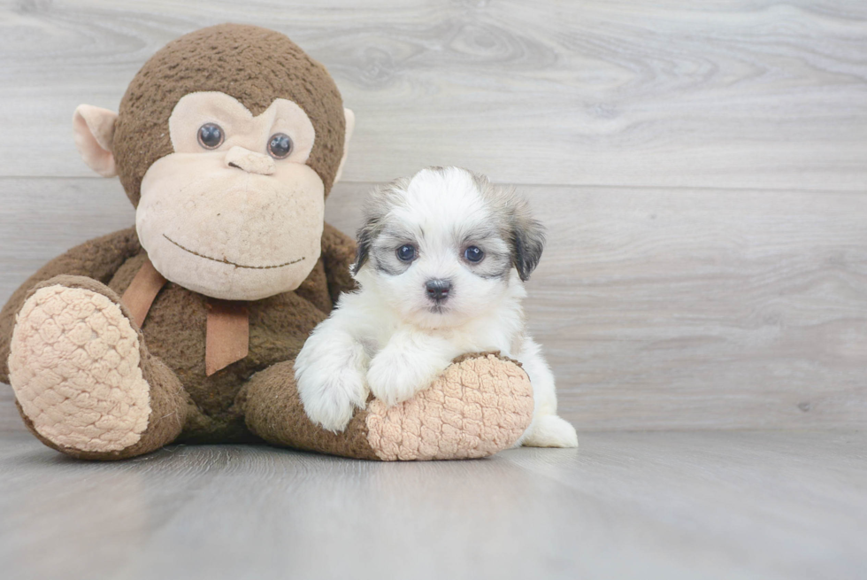 Teddy Bear Pup Being Cute