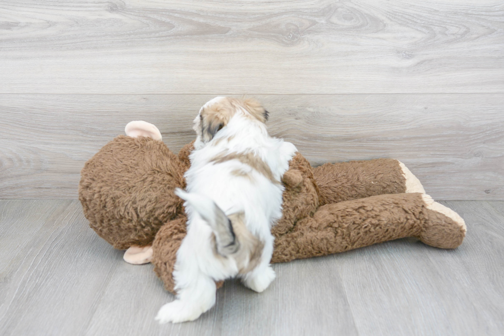 Teddy Bear Pup Being Cute