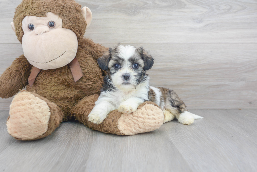 Teddy Bear Pup Being Cute