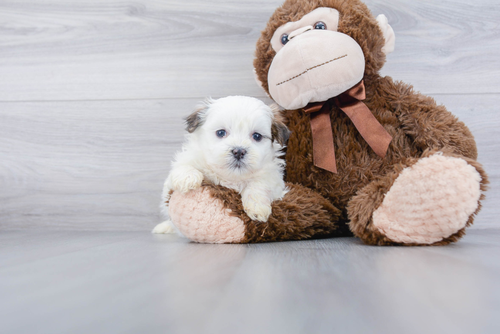 Funny Teddy Bear Designer Pup