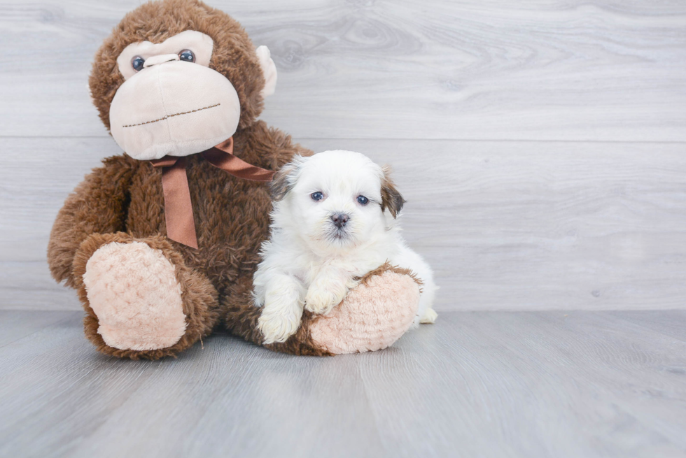 Friendly Teddy Bear Baby