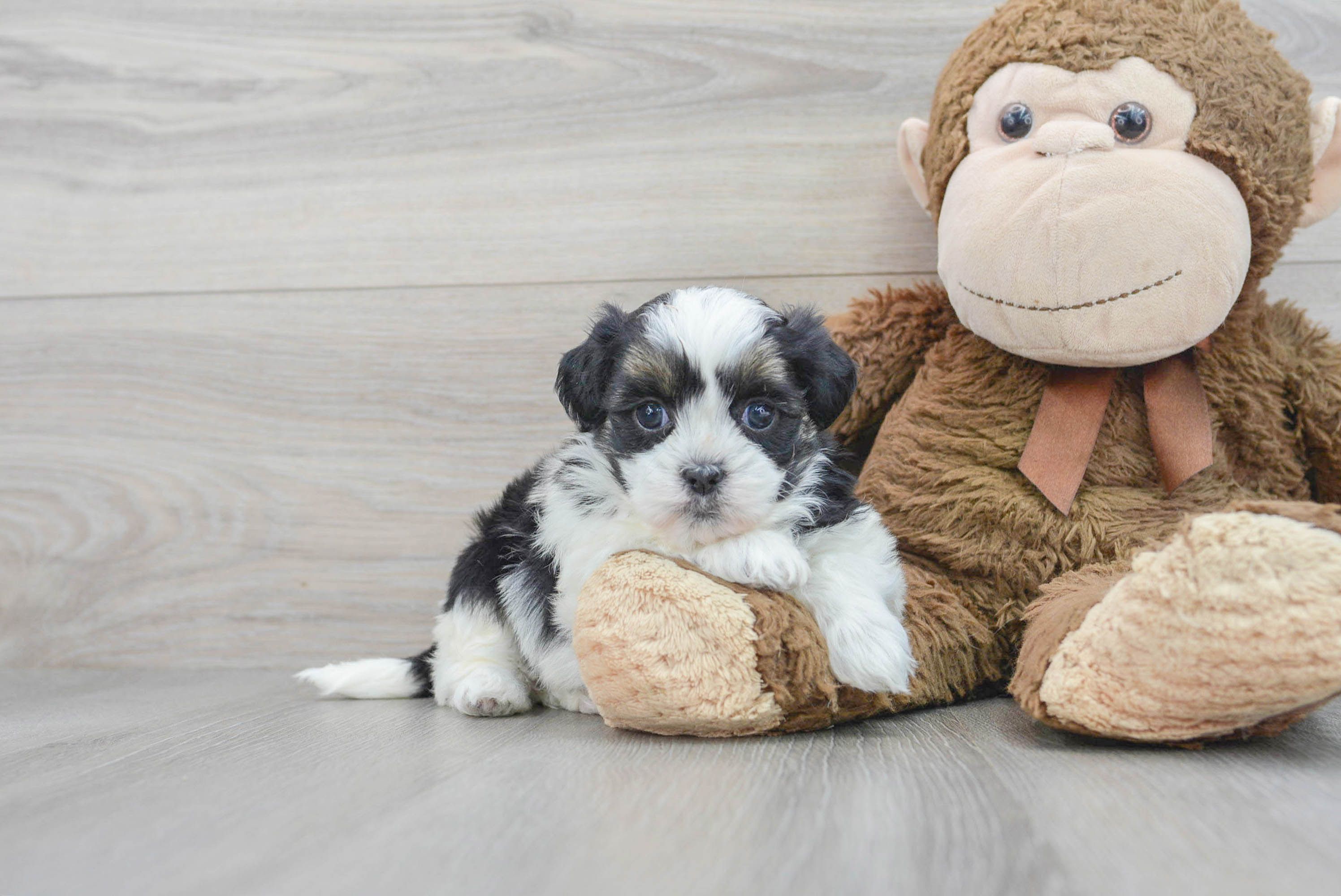 Best Teddy Bear Baby