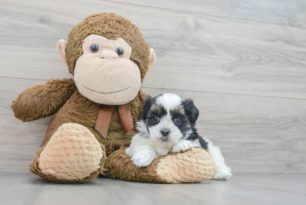 Teddy Bear Pup Being Cute