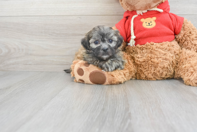 Teddy Bear Pup Being Cute