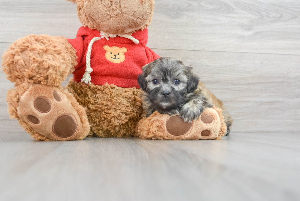 Cute Teddy Bear Baby