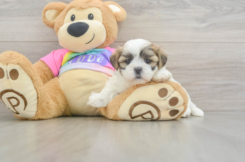 5 week old Teddy Bear Puppy For Sale - Premier Pups