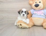 8 week old Teddy Bear Puppy For Sale - Premier Pups