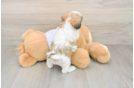 Teddy Bear Pup Being Cute