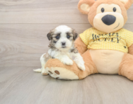 8 week old Teddy Bear Puppy For Sale - Premier Pups