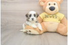 Hypoallergenic Shichon Designer Puppy
