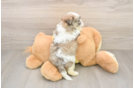 Popular Teddy Bear Designer Pup