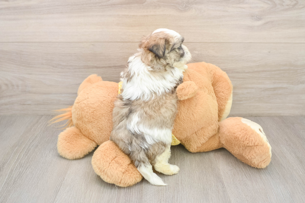 Popular Teddy Bear Designer Pup