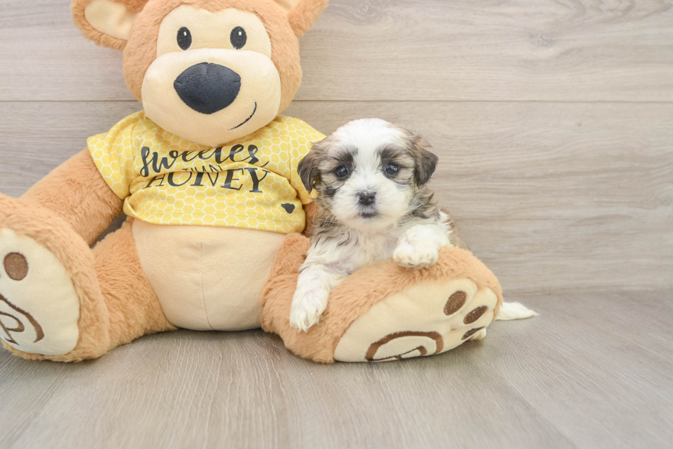 Teddy Bear Puppy for Adoption