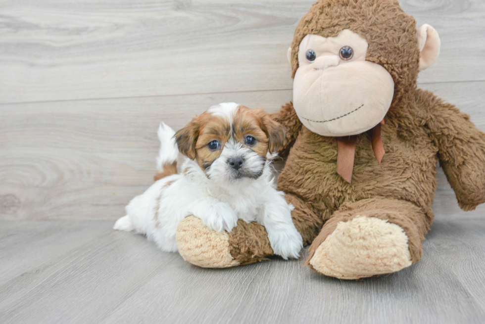 Teddy Bear Pup Being Cute