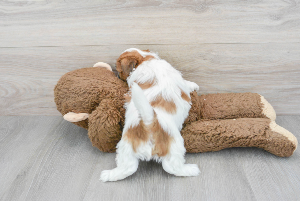 Happy Teddy Bear Baby