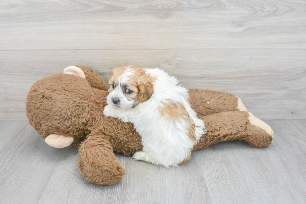 Teddy Bear Pup Being Cute