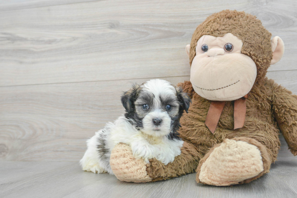 Teddy Bear Pup Being Cute