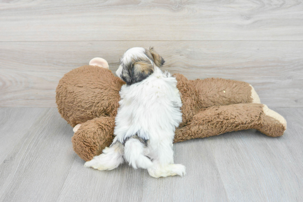 Sweet Teddy Bear Baby