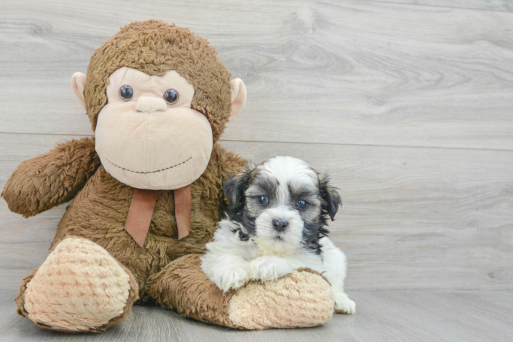 Best Teddy Bear Baby