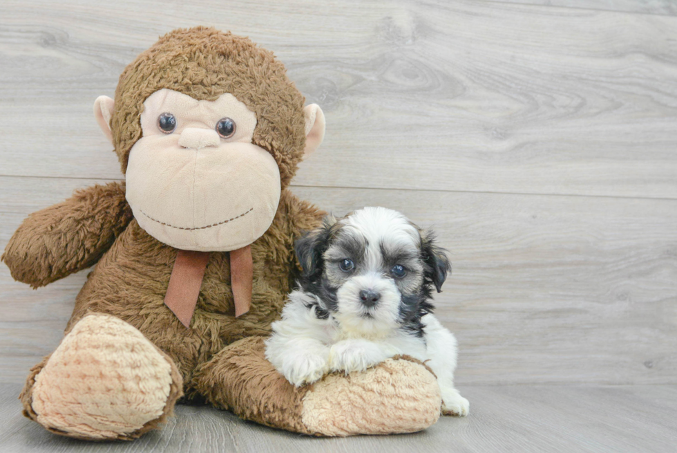 Best Teddy Bear Baby