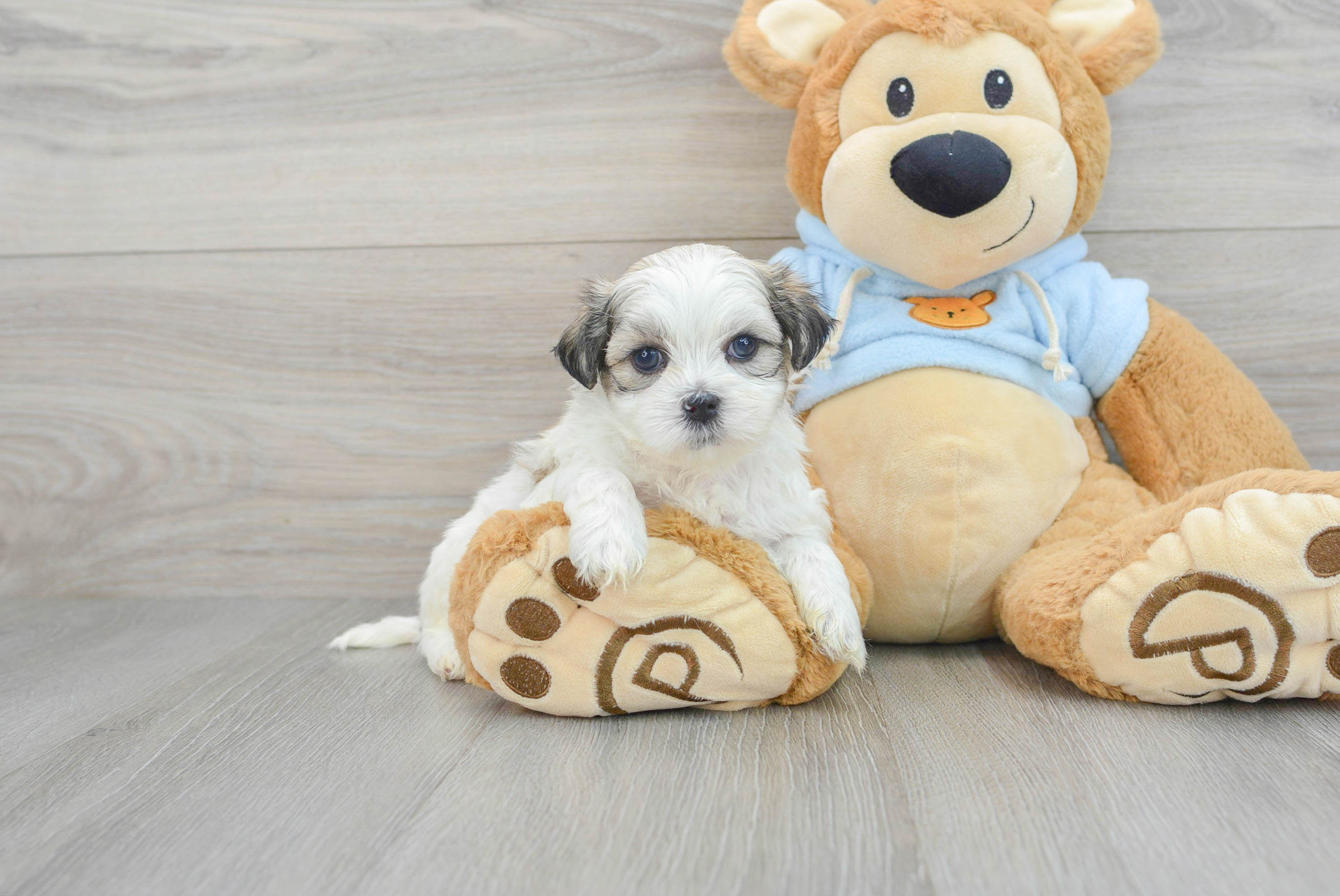 Teddy Bear Pup Being Cute