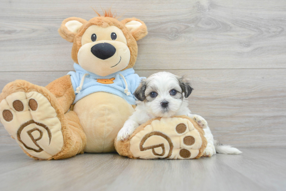 Smart Teddy Bear Designer Pup