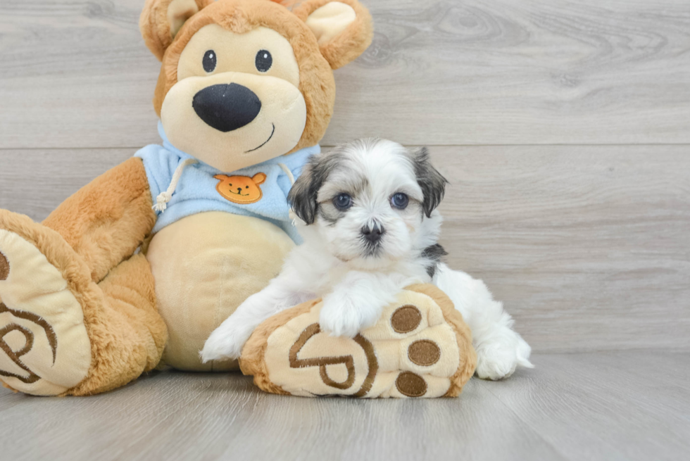 Teddy Bear Puppy for Adoption