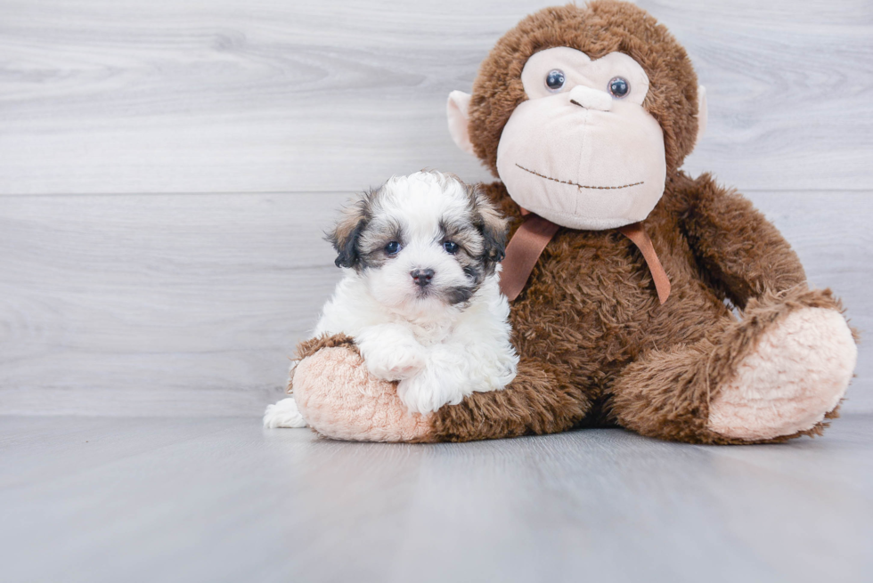 Teddy Bear Pup Being Cute