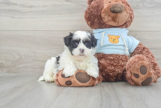 Funny Teddy Bear Designer Pup