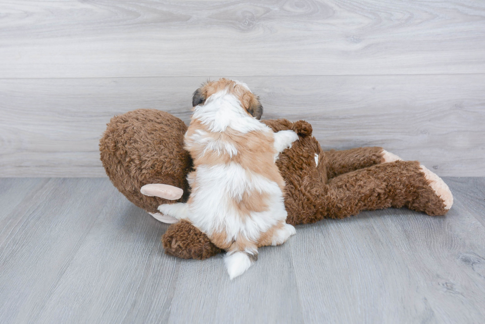 Funny Teddy Bear Designer Pup