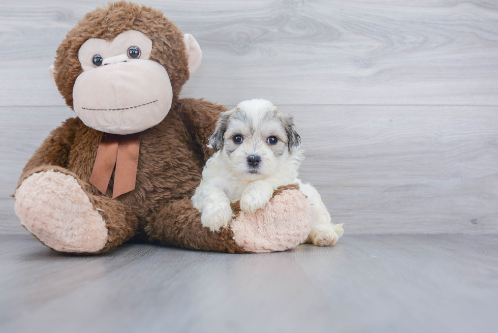 Teddy Bear Pup Being Cute