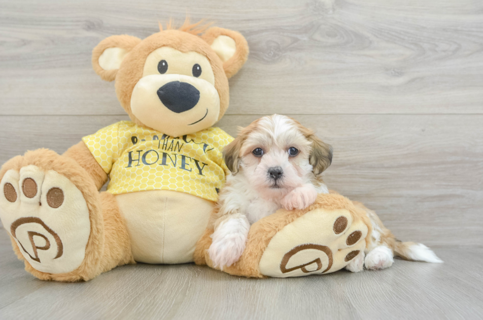 7 week old Teddy Bear Puppy For Sale - Premier Pups