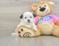 6 week old Teddy Bear Puppy For Sale - Premier Pups