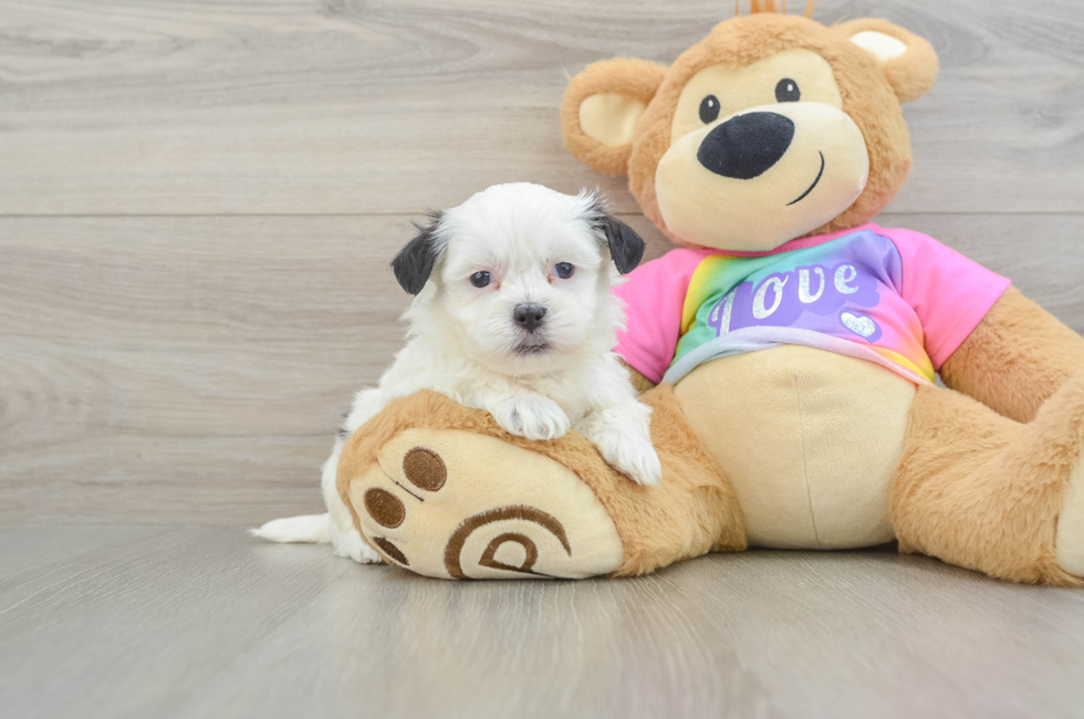 5 week old Teddy Bear Puppy For Sale - Premier Pups