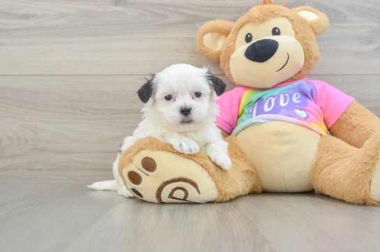 Best Teddy Bear Baby