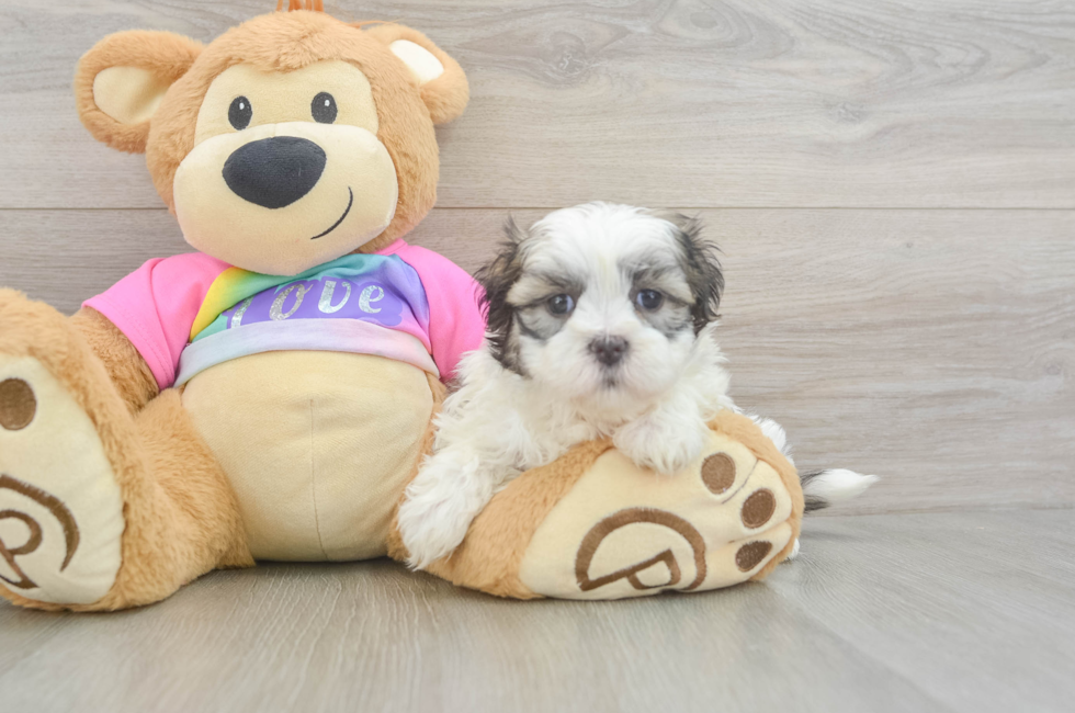 5 week old Teddy Bear Puppy For Sale - Premier Pups