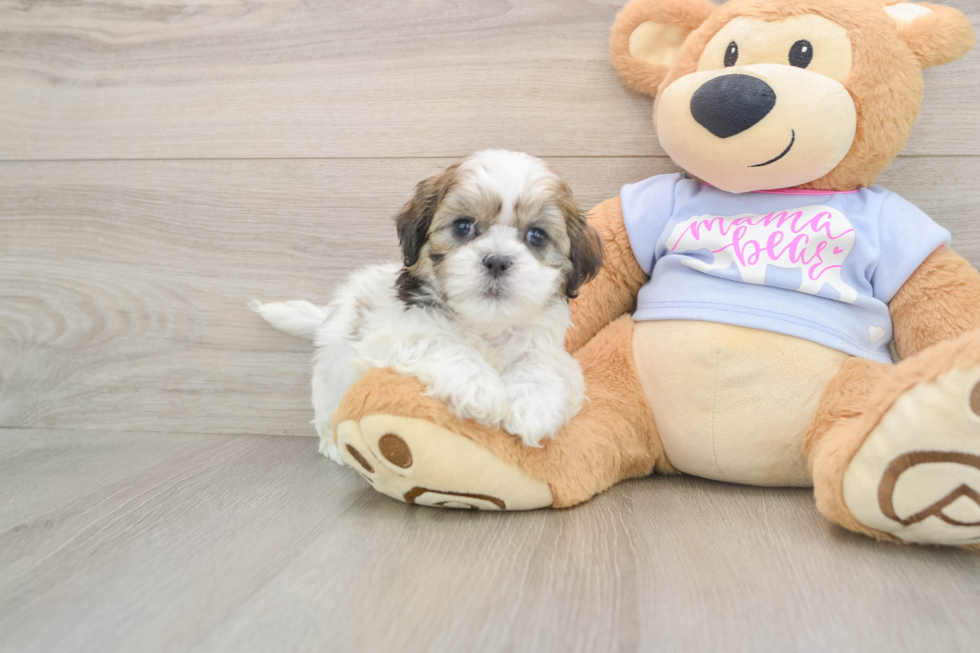 Teddy Bear Puppy for Adoption