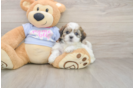 Petite Teddy Bear Designer Pup
