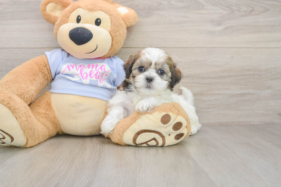 Petite Teddy Bear Designer Pup