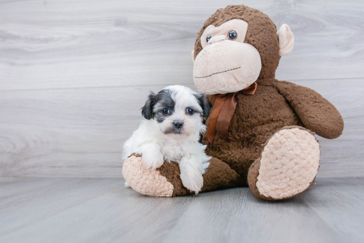 Funny Teddy Bear Designer Pup