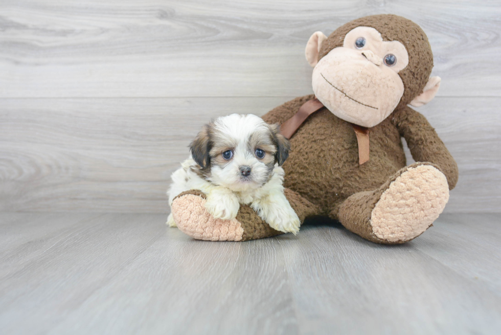 Teddy Bear Pup Being Cute