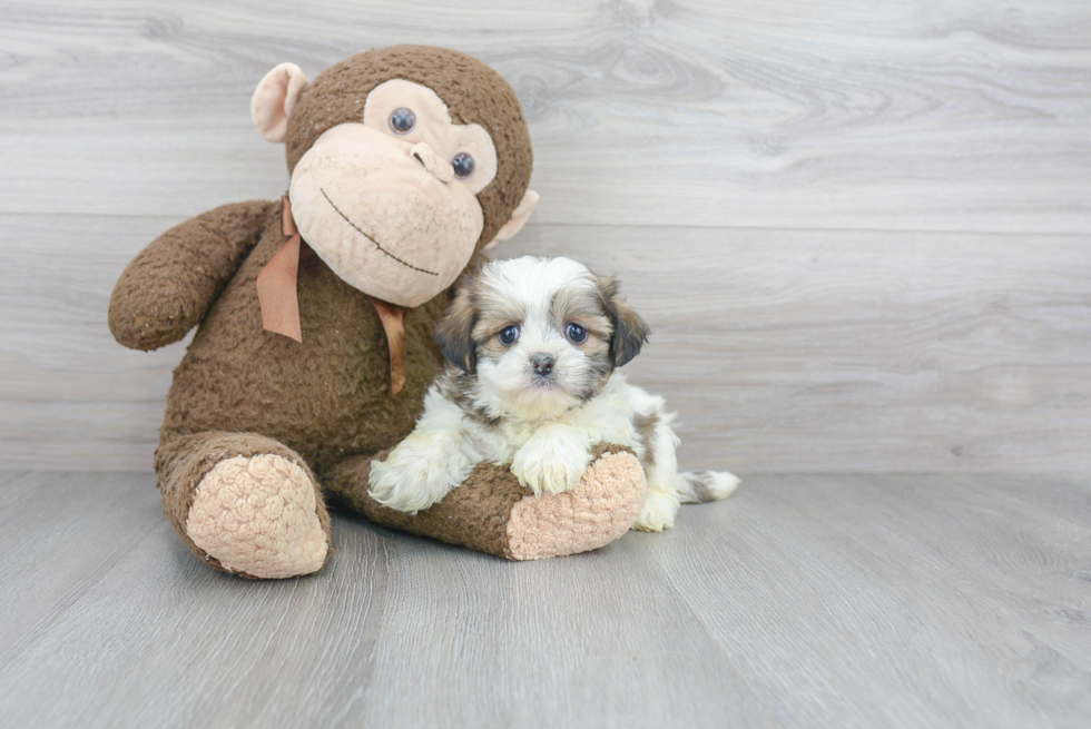 Fluffy Teddy Bear Designer Pup