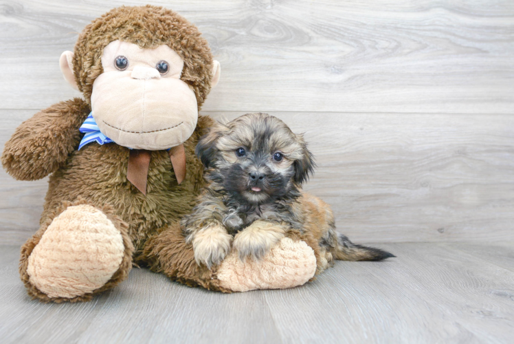 Teddy Bear Pup Being Cute