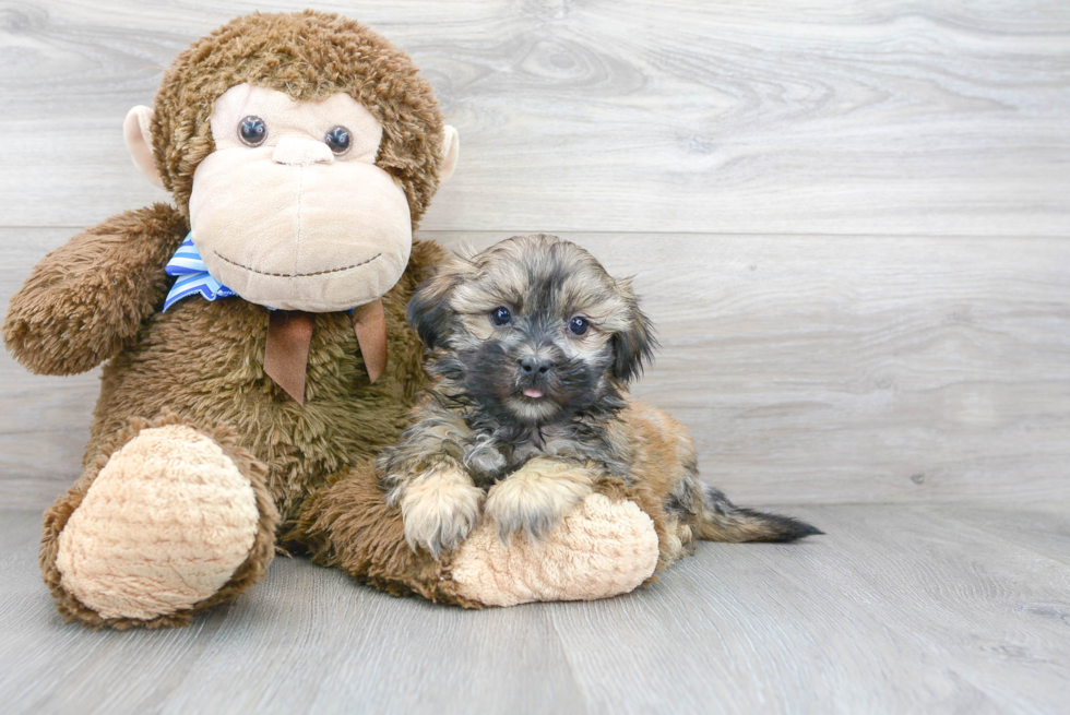 Teddy Bear Pup Being Cute