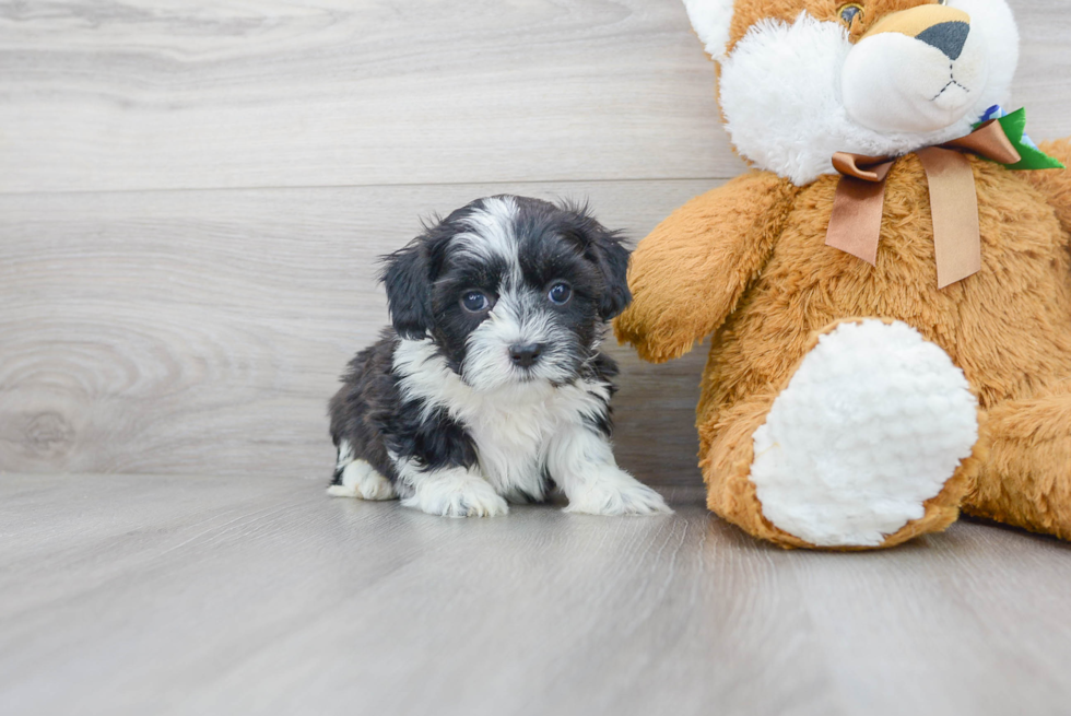 Teddy Bear Pup Being Cute