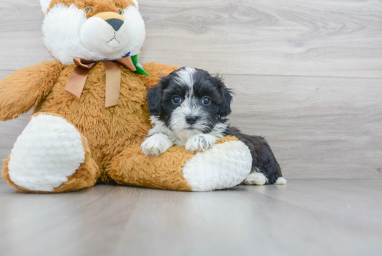 Smart Teddy Bear Designer Pup